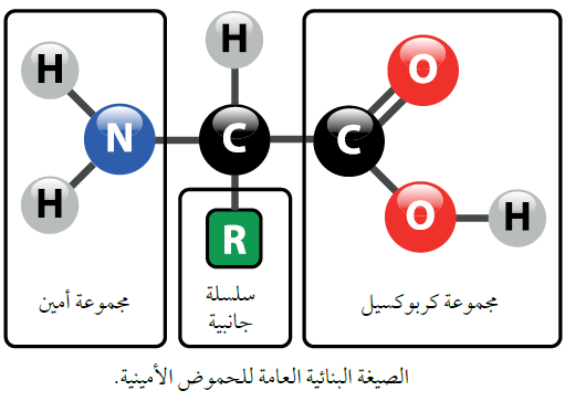 تركيب الحموض الأمينية تركيب الحموض الأمينية